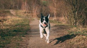 Speedy dog recall example of a dog running along a woodland path