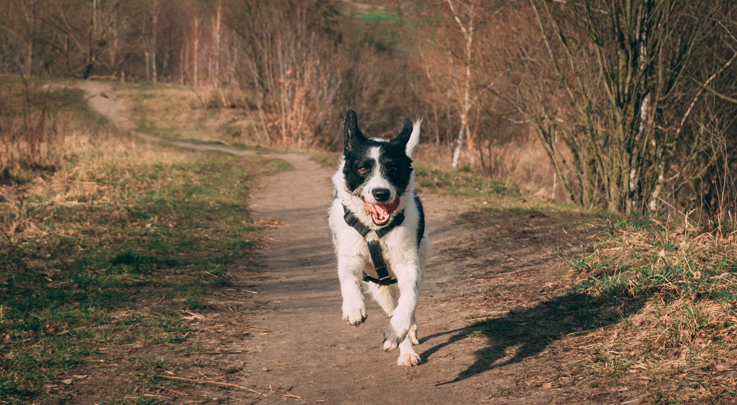 raquel-garcia-5CwzyUTKuUo-unsplash Speedy dog recall example of a dog running along a woodland path