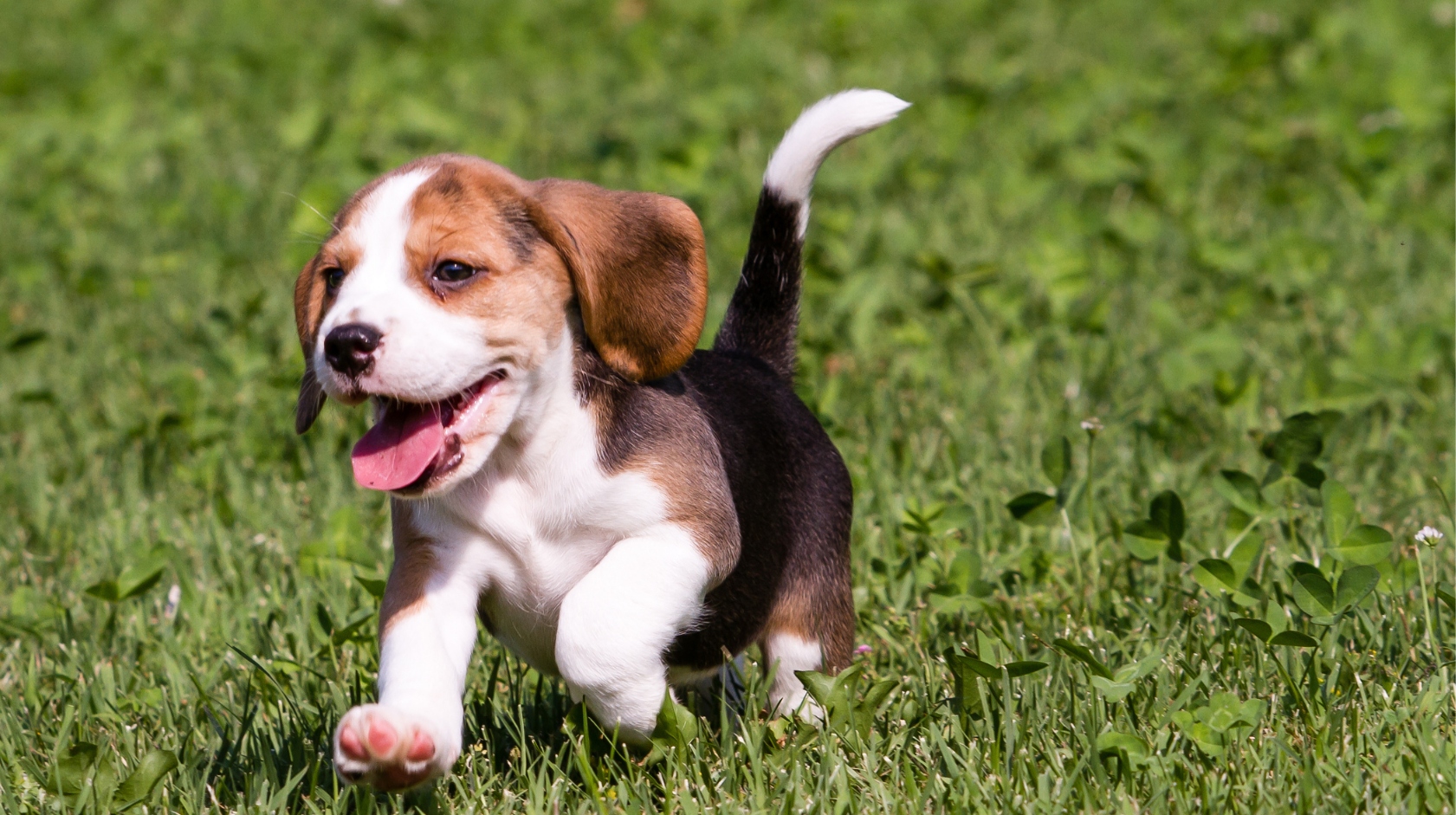 Beagle puppy running in a field at a recall training course