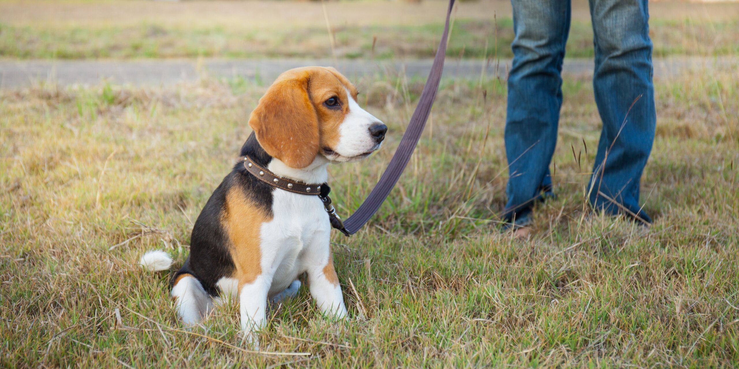 A beagle at a loose lead training course