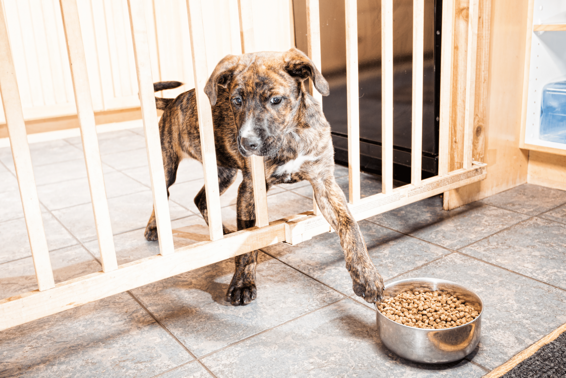 Dog reaching through stairgate to get to dry bowl of dog food