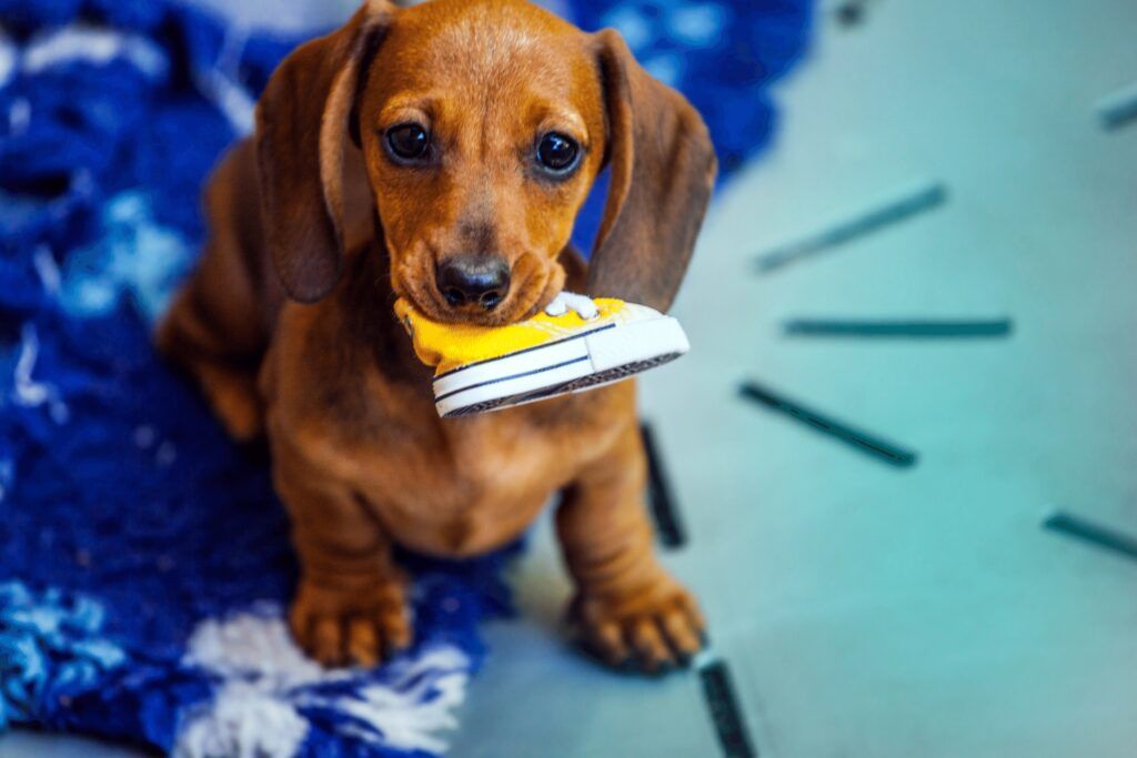 Dachsund chewing on a yellow converse childs shoe