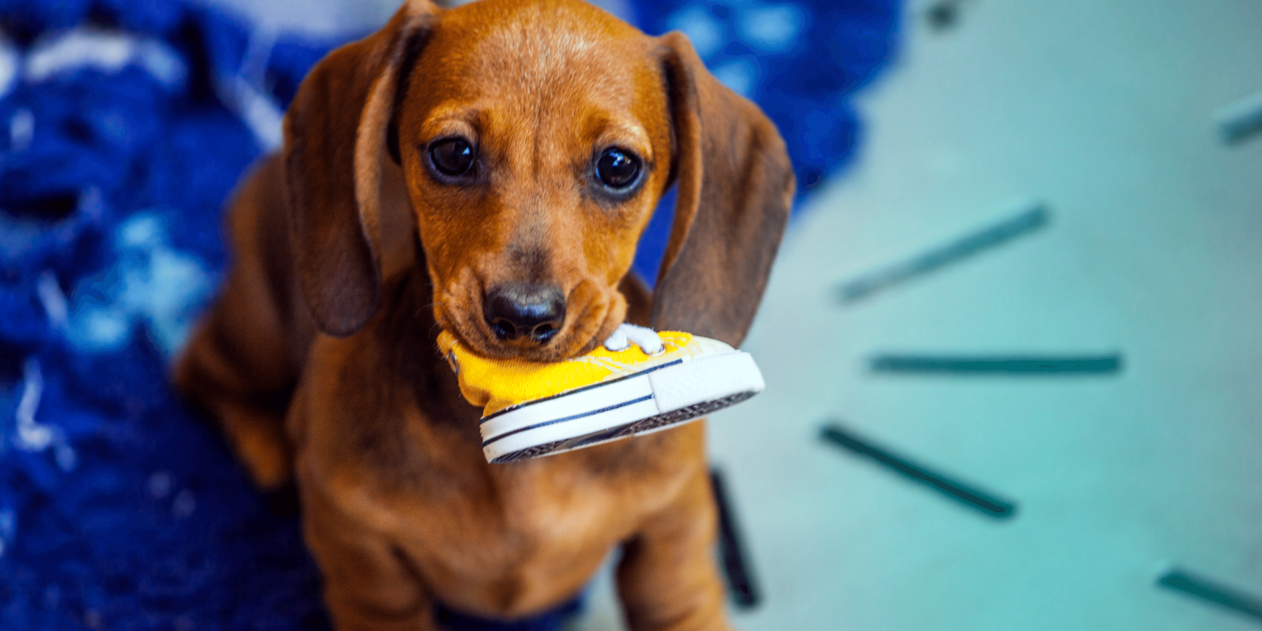 Dachshund chewing on a childs yellow converse shoe