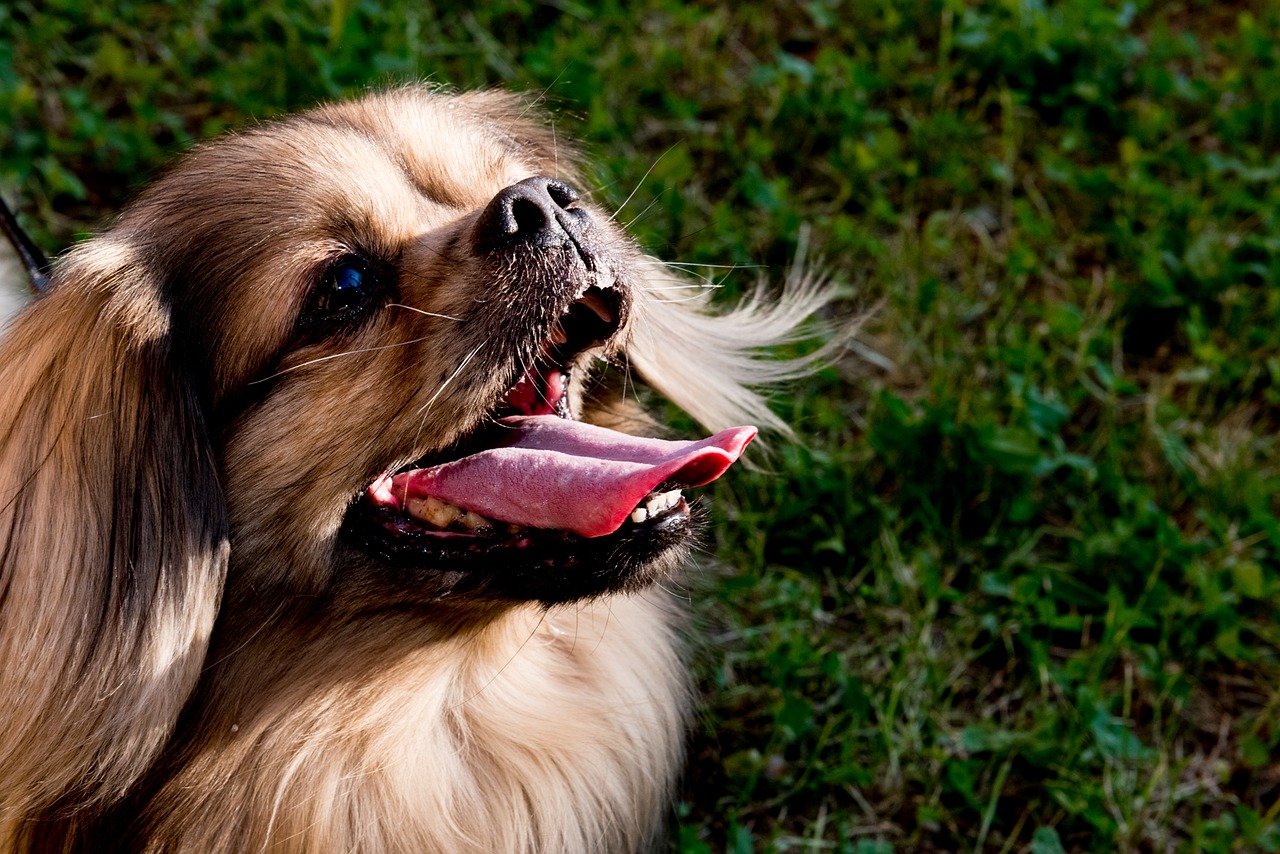 dog-2281452_1280 Tibetan spaniel in field with tongue out and mouth open
