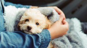 Small puppy wrapped up in blankets on owners lap in the car