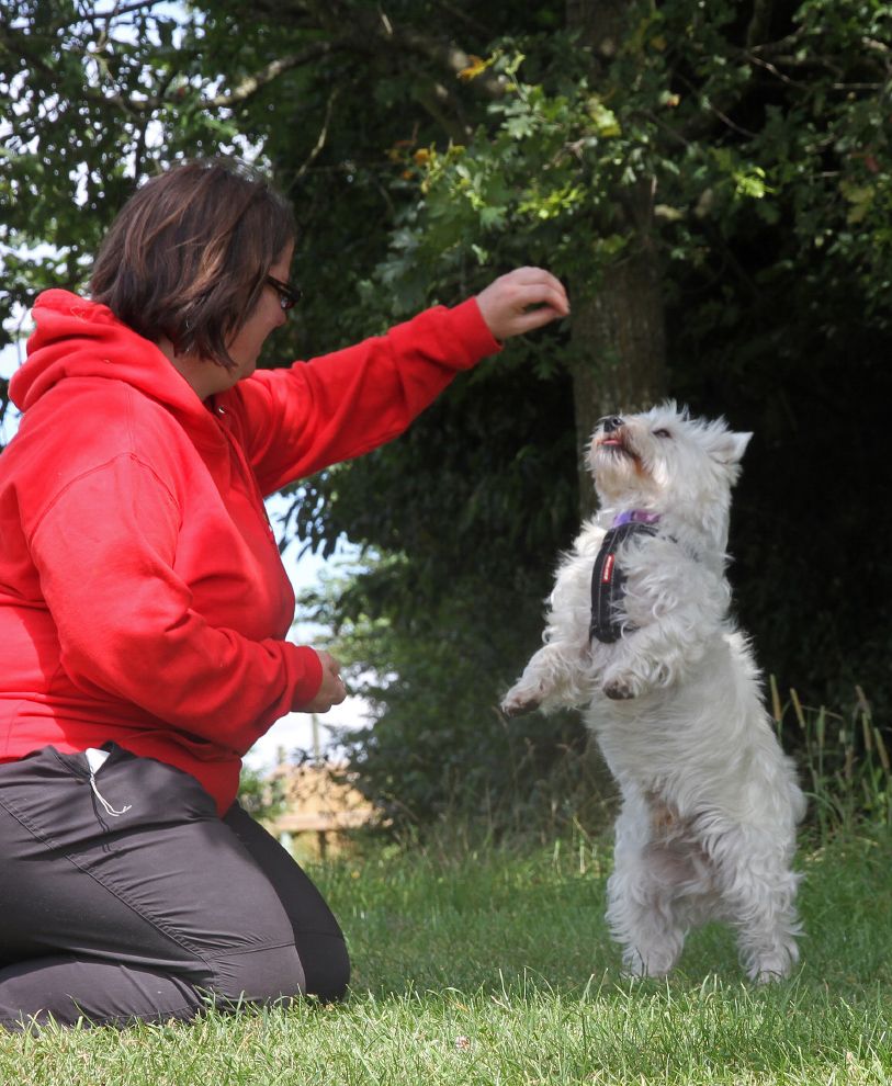 Clair hickson training a dog