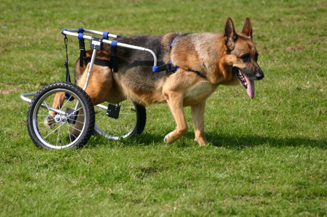German Sheppard dog with a leg cart walking in a field