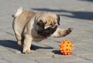 Pug playing with an orange ball on a brick floor