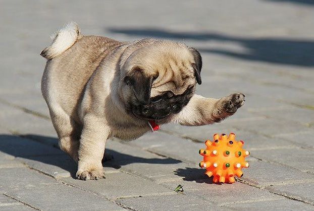 Pug-Puppy-Playing-With-Ball