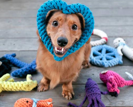 Puppy with a blue heart dog toy on its face, framing its face