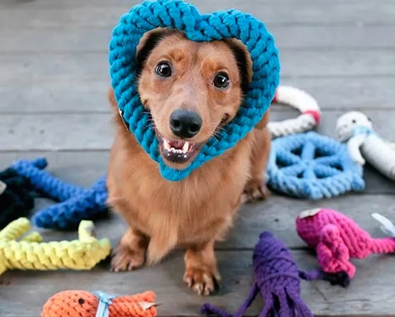 Screen-Shot-2021-02-18-at-20.27.33 Puppy with a blue heart dog toy on its face, framing its face