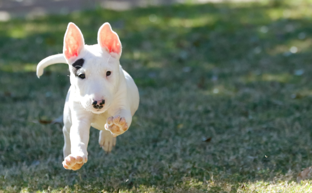 Bull Terrier Puppy recalling back to owner