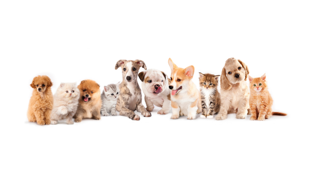 A mix of beige cats and dogs all sat together behaving