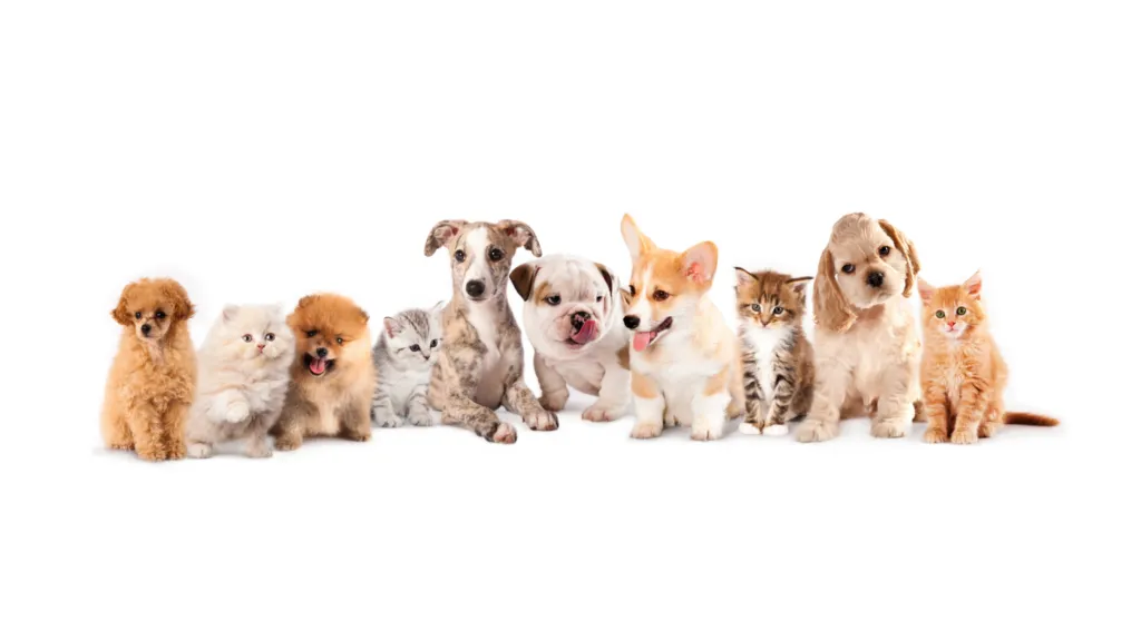Untitled-design-7 A mix of beige cats and dogs all sat together behaving