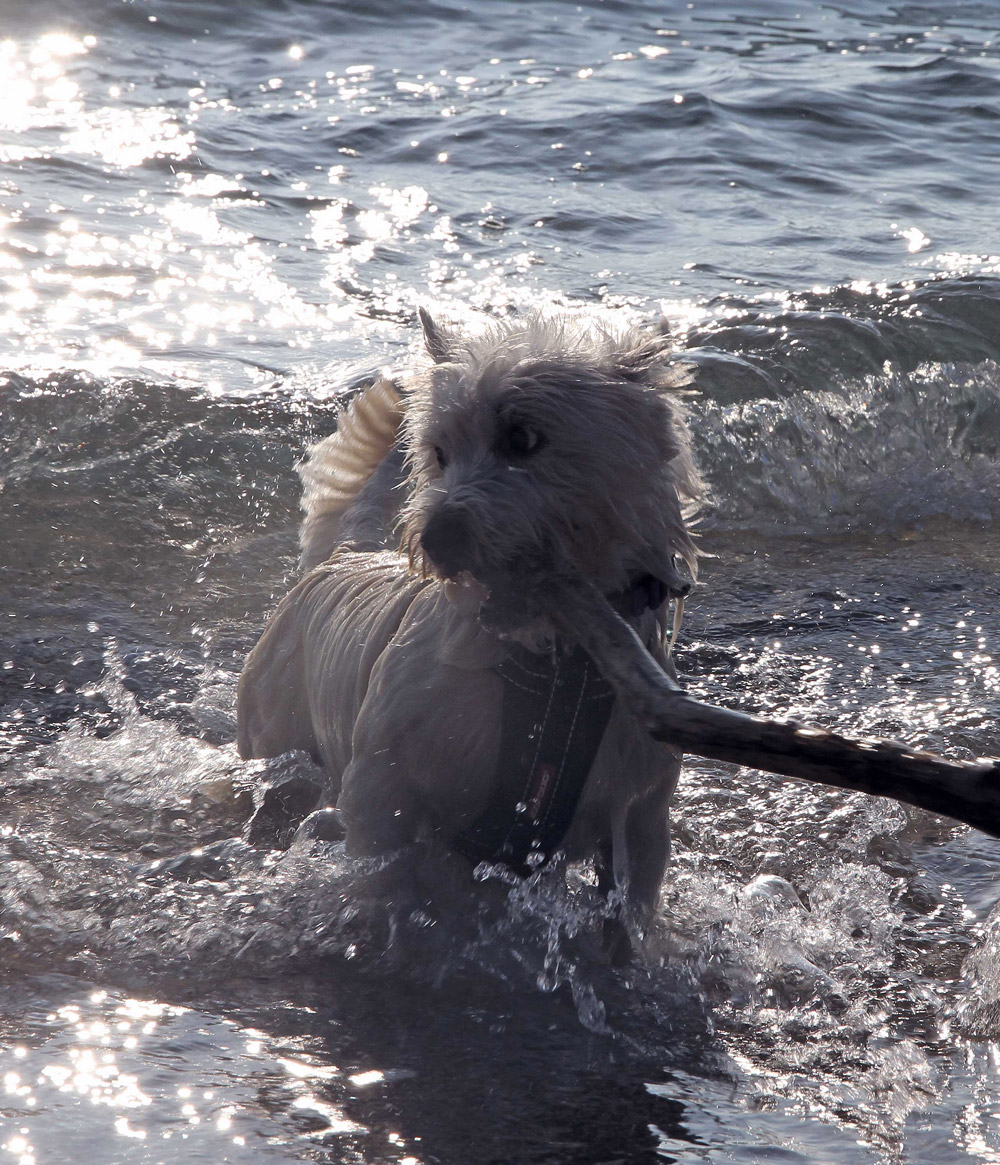 ben-in-sunset-3-2 West Highland White Terrier splashing in the sea