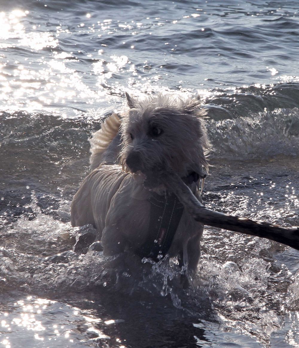 West Highland White Terrier splashing in the sea