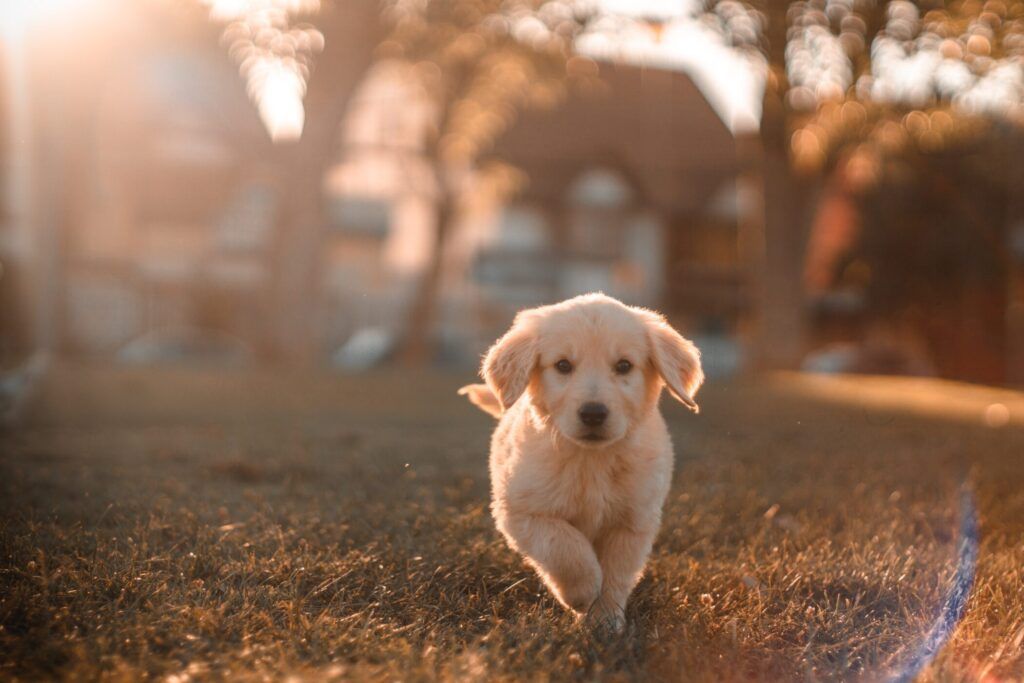 Golden Retriever puppy walking towards the camera in a field at dusk
