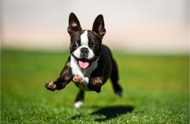 Boston Terrier running in field with the zoomies