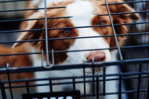 Australian Shepherd sat in a crate looking at the camera