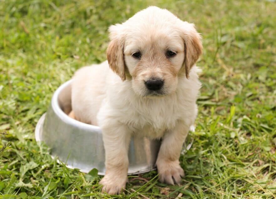 Golden Retriever puppy that is so small, they fit in their dog bowl. Represents playing with food instead of eating.