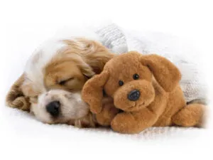 Puppy sleeping with teddy bear