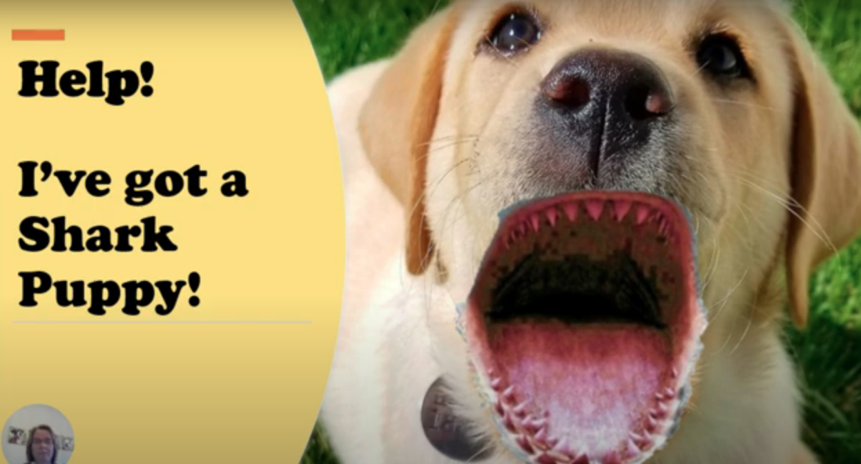 Puppy with shark teeth put on its mouth to make it look like a landshark