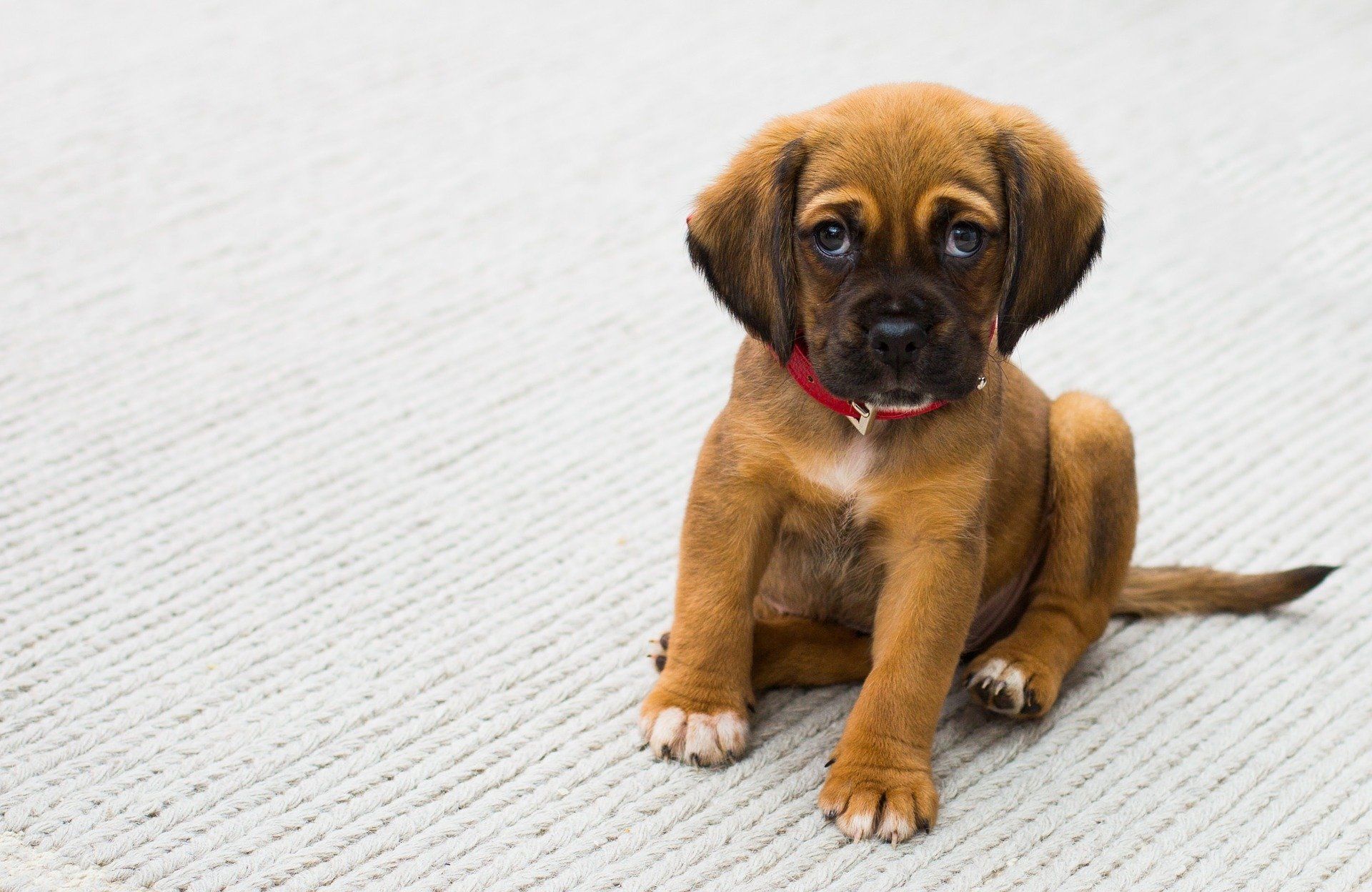 Puggle puppy sat on carpet looking into the camera to represent a very new young puppy starting puppy power classes