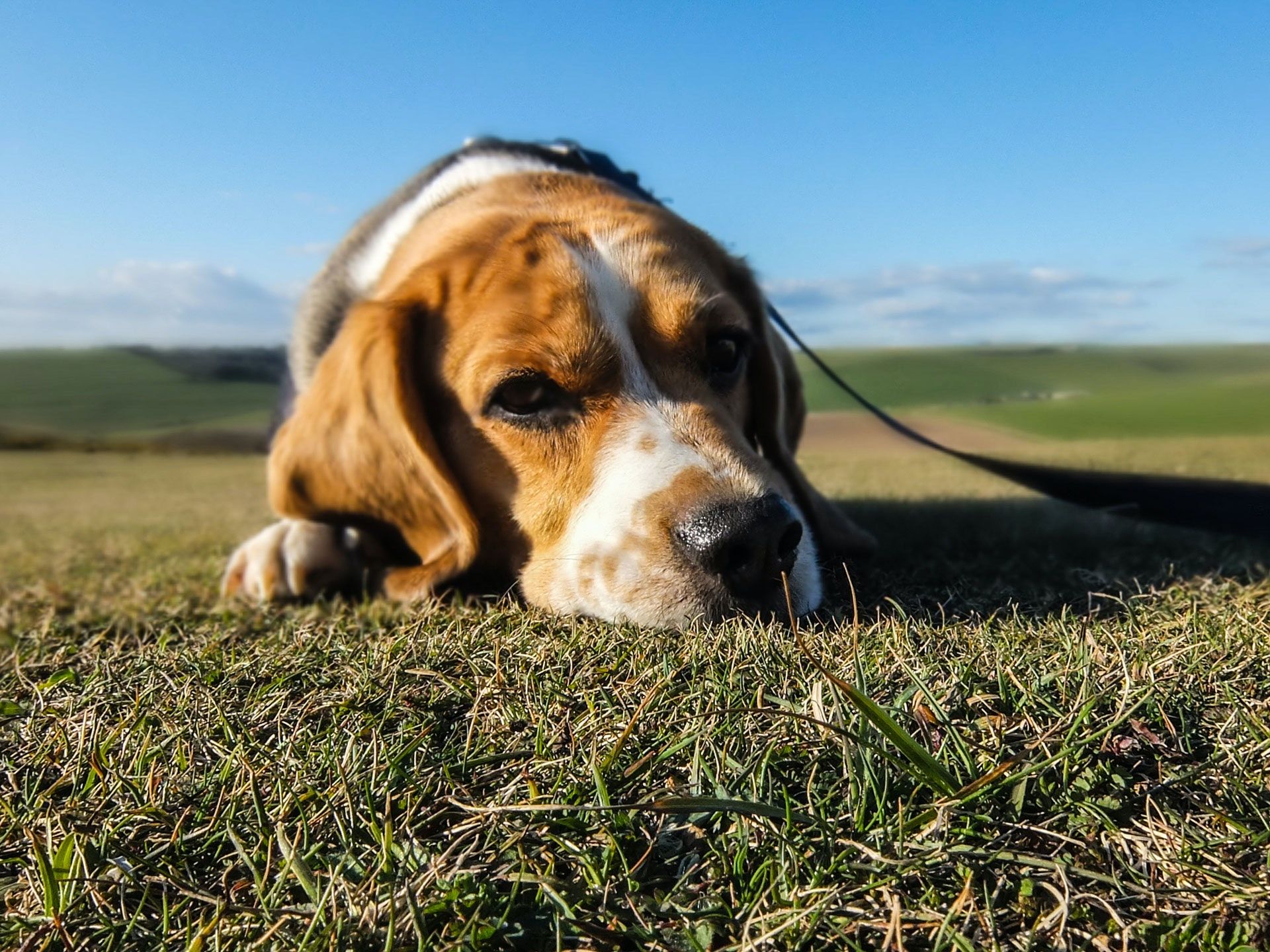 Beagle led in field on lead looking into the camera