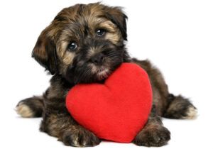A cute lover valentine havanese puppy dog with a red heart is looking upward, isolated on white background