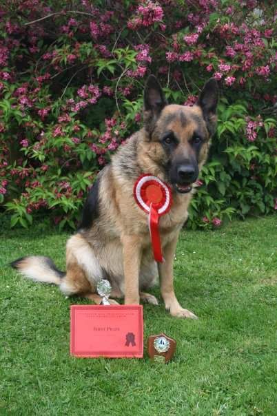 Dog sat on grass with an award badge, medal and certificate by its paws