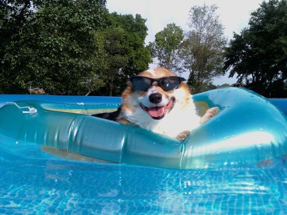 Pembroke Welsh Corgi on a lilo with black sunglasses on