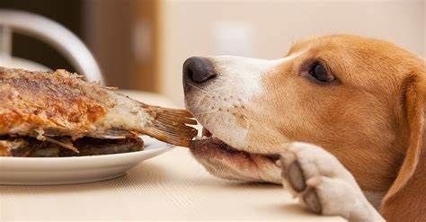 A beagle dog leaning on a dining table and eating the tail of a battered fish