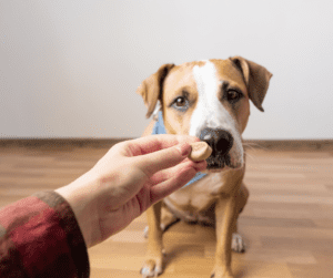 A dog with a dog treat, a human hand handing the dog the treat
