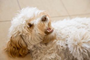 Cavapoo laying on floor, playful with mouth open