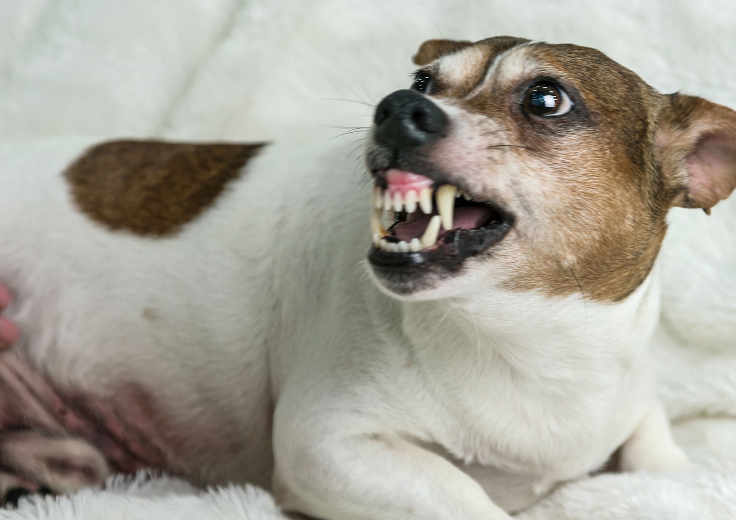 White and brown Jack Russell terrier dog growling and snarling with whale eye and ears pinned back at camera