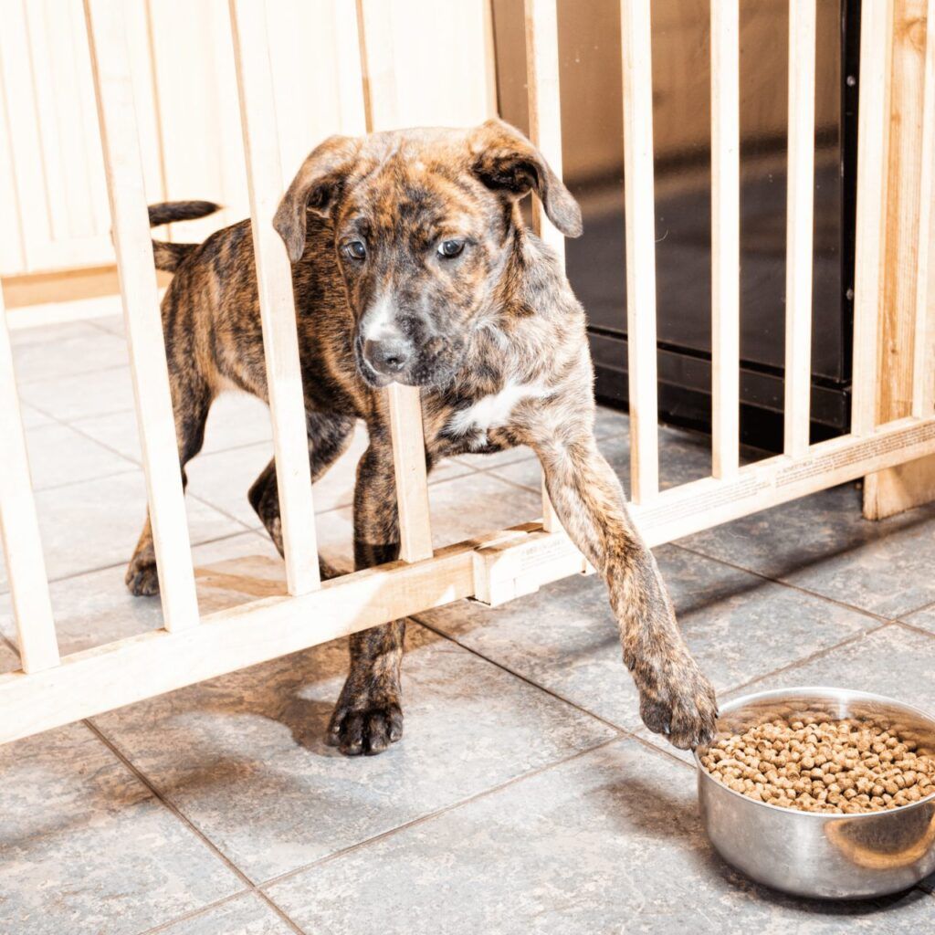 Treeing Tennessee Brindle putting his paw through a stairgate onto a silver bowl of dry dog food