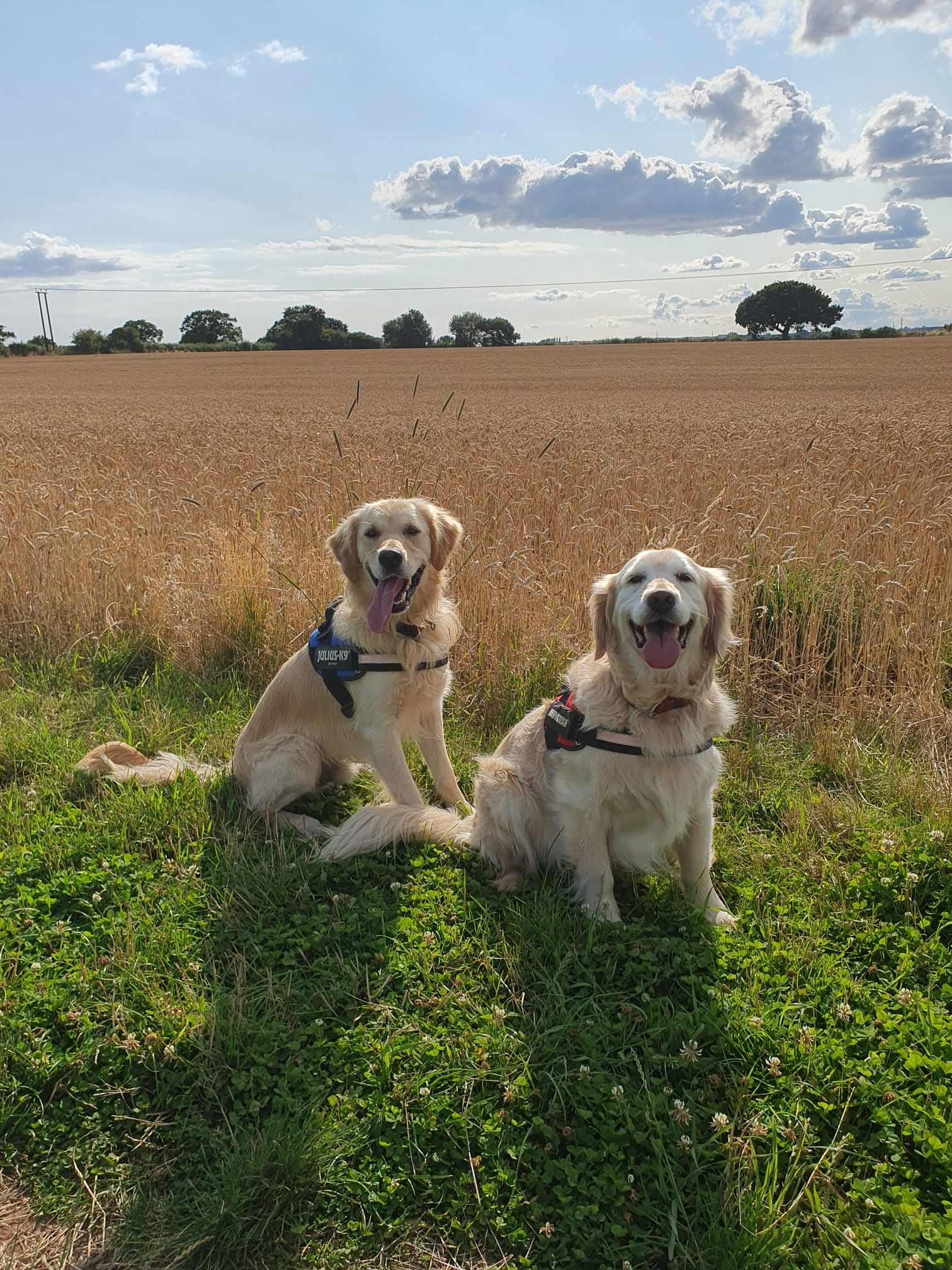 2 Golden Retrievers sitting together in a field in the sunshine