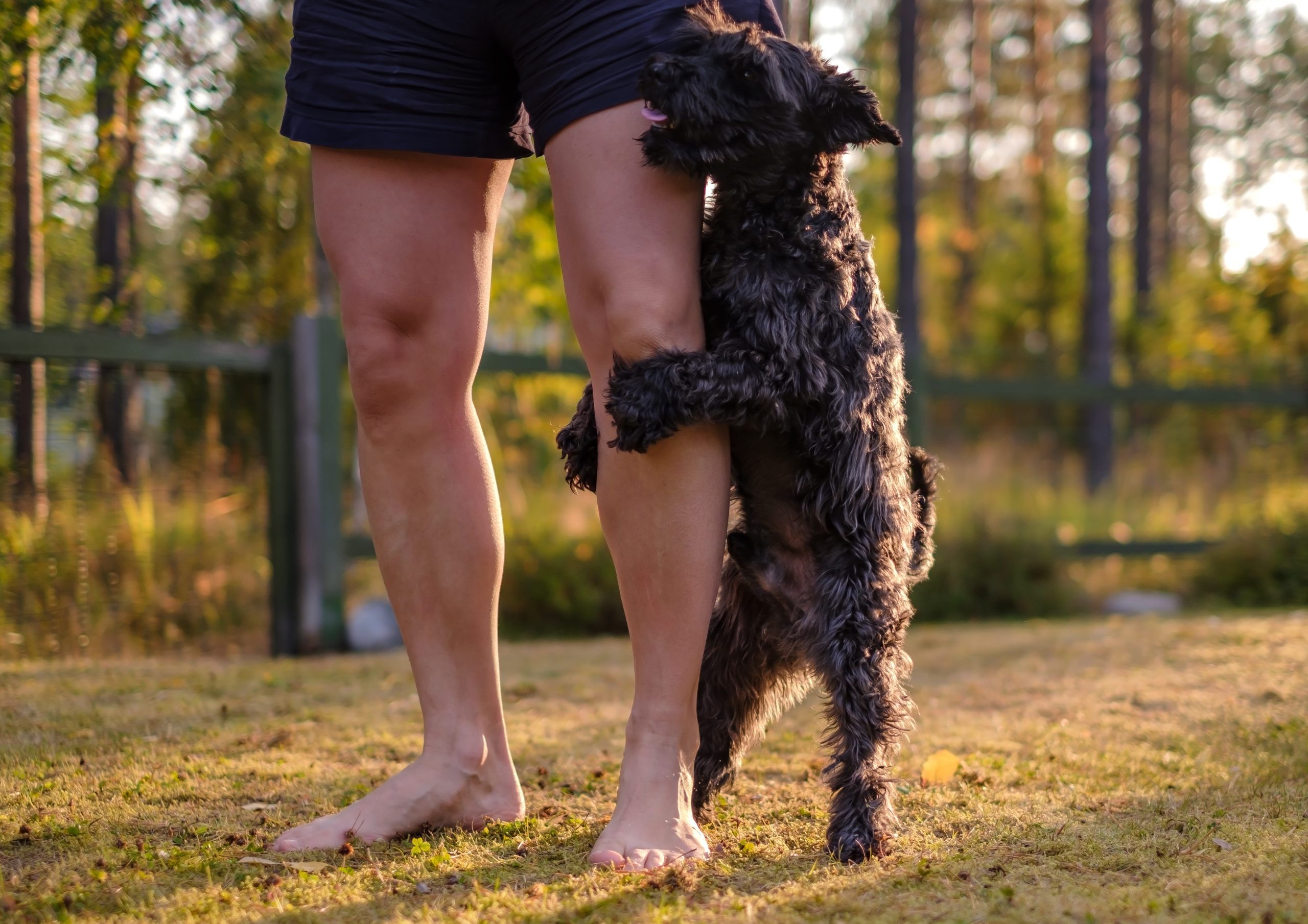Kerry Blue Terrier climbing up on owners leg, owner has bare feet, stood in a field