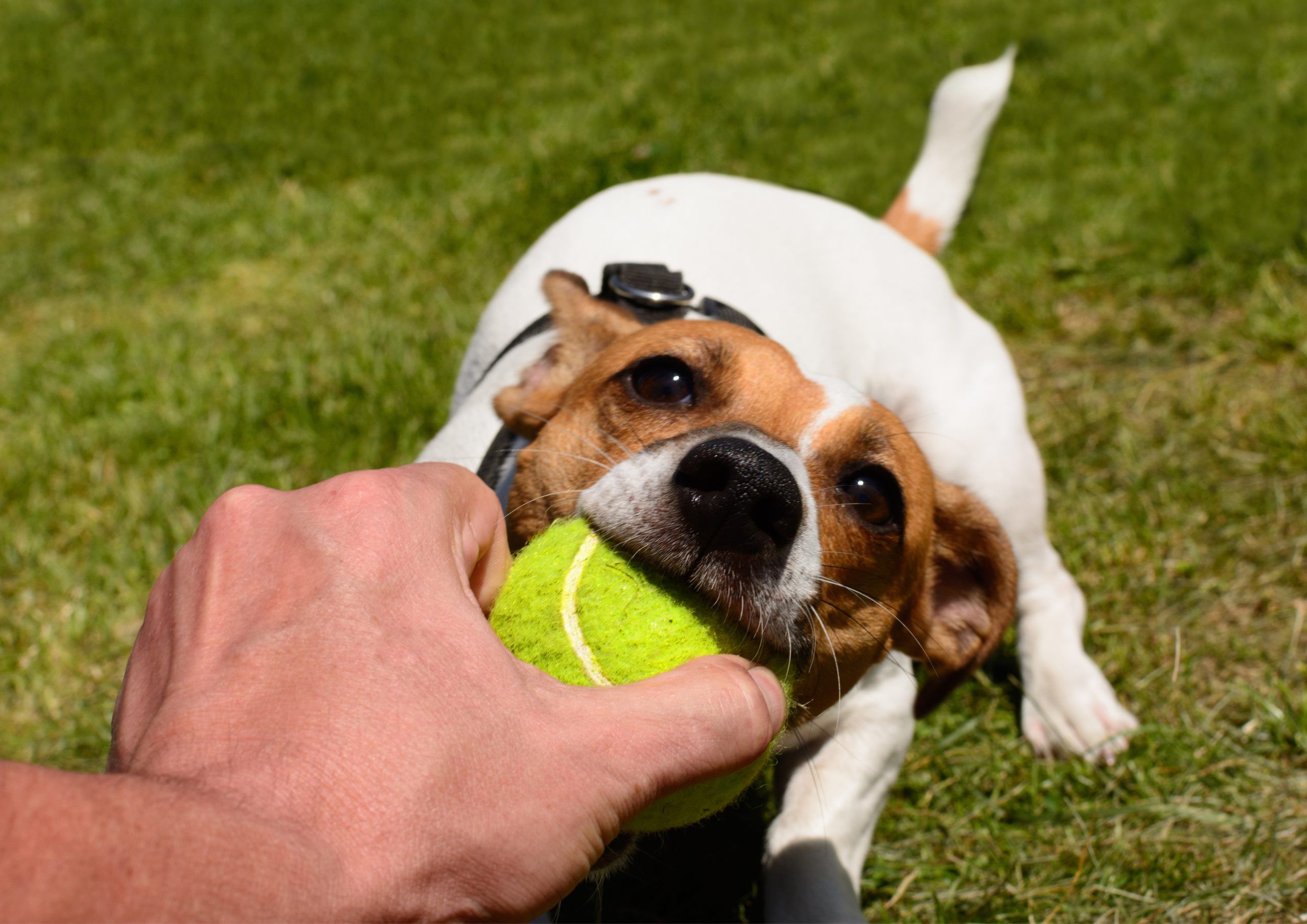 Jack Russel with a yellow tennis ball in hand, the owner is also holding the ball