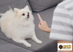 A Japanese Spitz sat on the sofa being told "no" by a human, a humans finger is signalling to the dog.