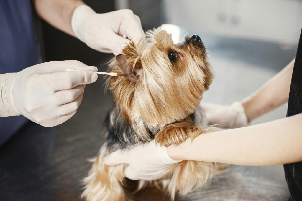 Dog having ears cleaned on table at the vet