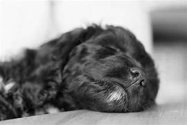 sleepy cockapoo