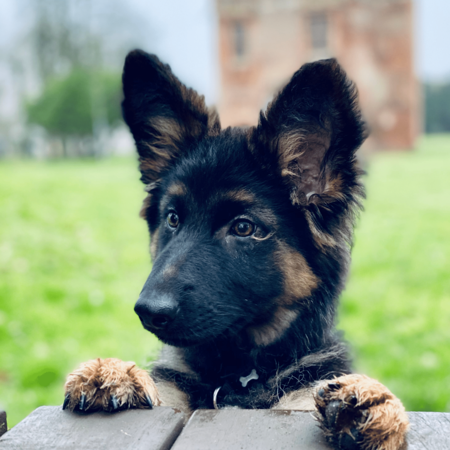 German shepherd dog on a wooden bench with paws up