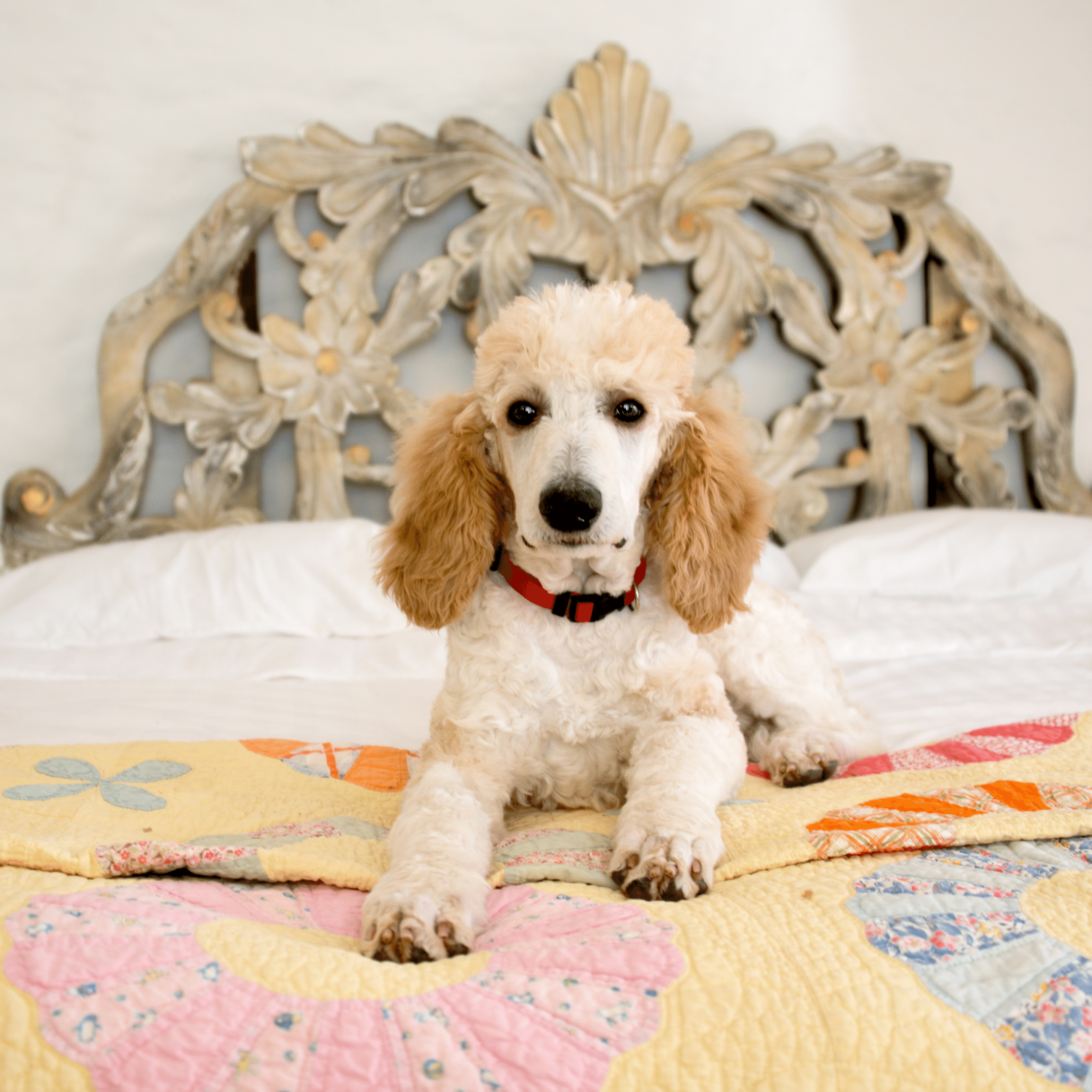 Dog on double bed with colourful blanket, posing to the camera