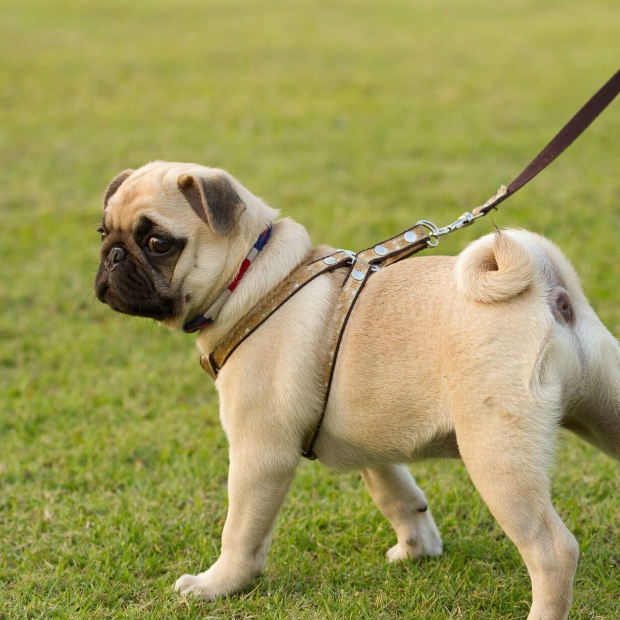 13 Pug walking on lead in field