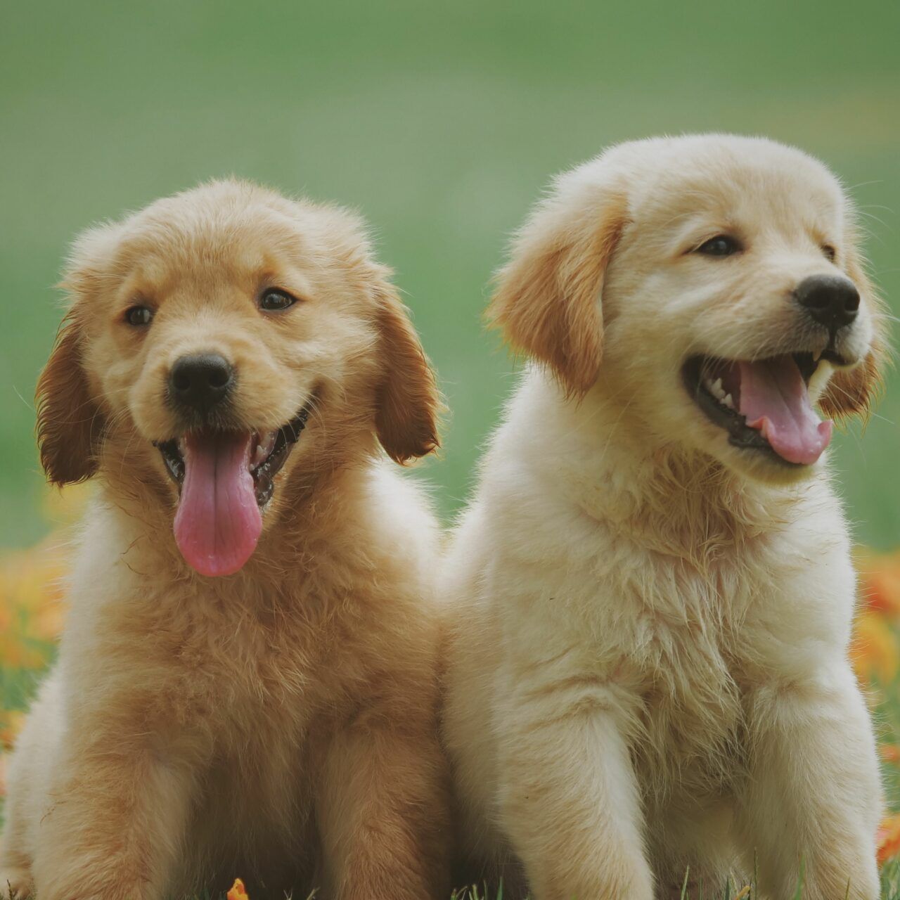 Golden Retriever puppies in a floral field