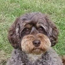 Brown Cockapoo in field looking at the camera