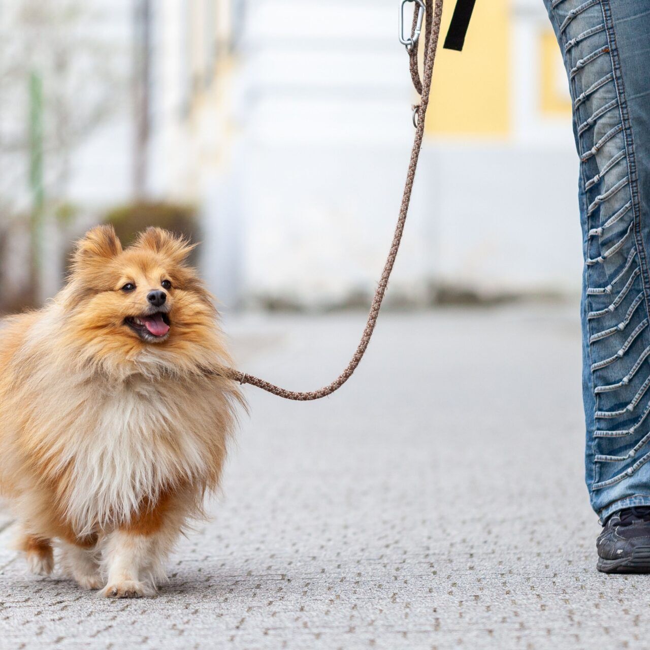 Dog and owners legs walking on a lead in the street