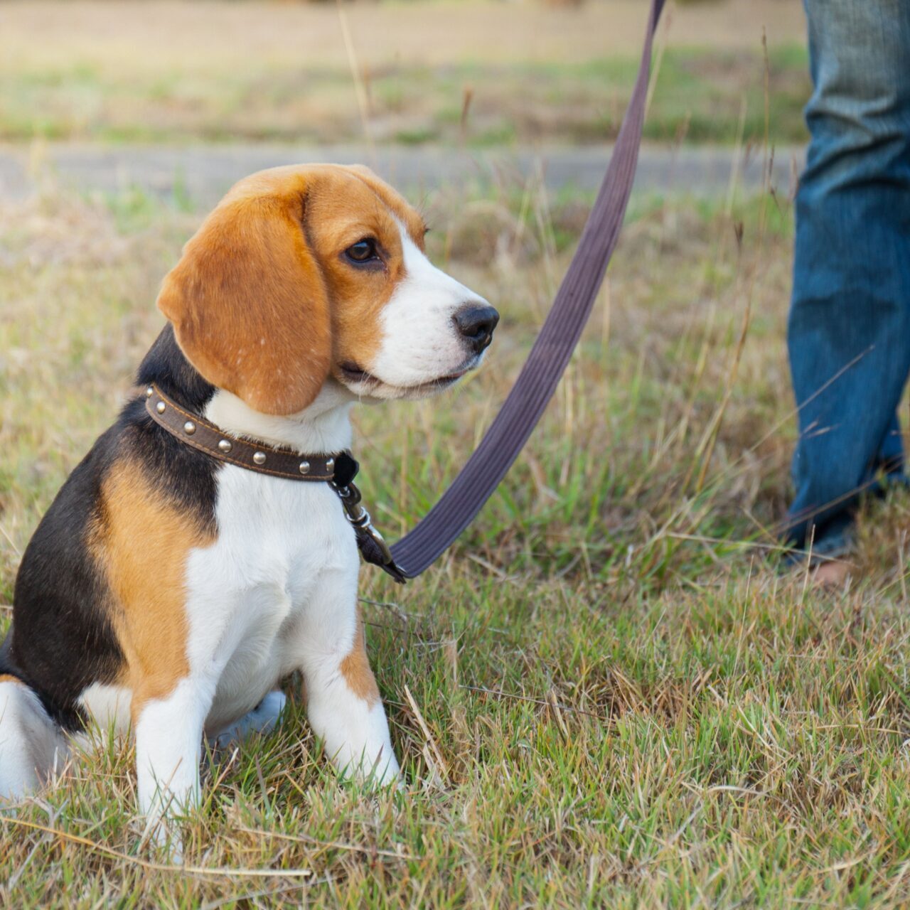A beagle at a loose lead training course