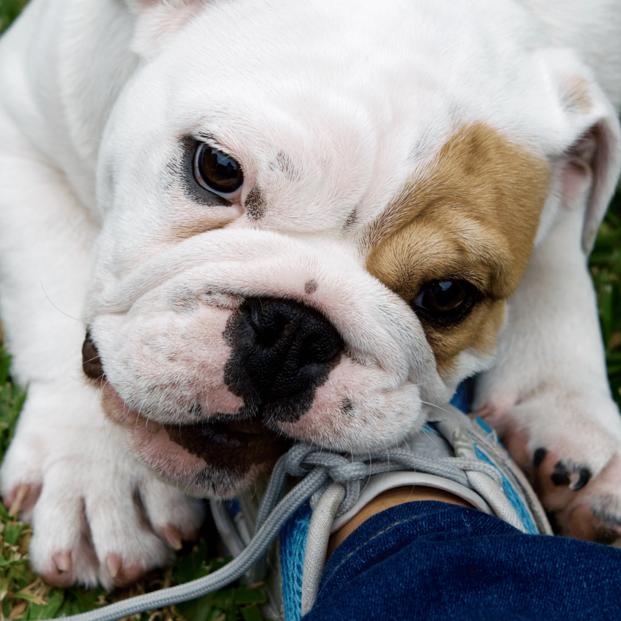 American bulldog chewing on a humans trainer representing problem prevention